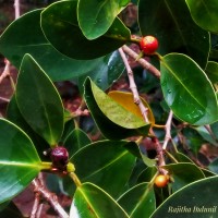 Ficus microcarpa L.f.